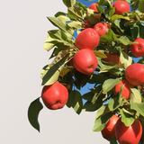 Organic SweeTango Apples P/U