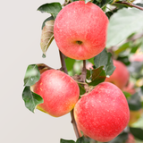 Organic Apples