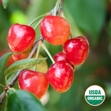 Organic Rainier Cherries (P/U)